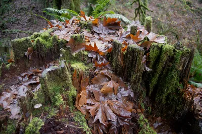 DSC02550.jpg