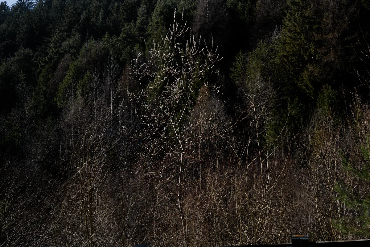 DSC03117.jpg